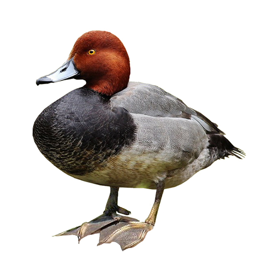Redhead Duck